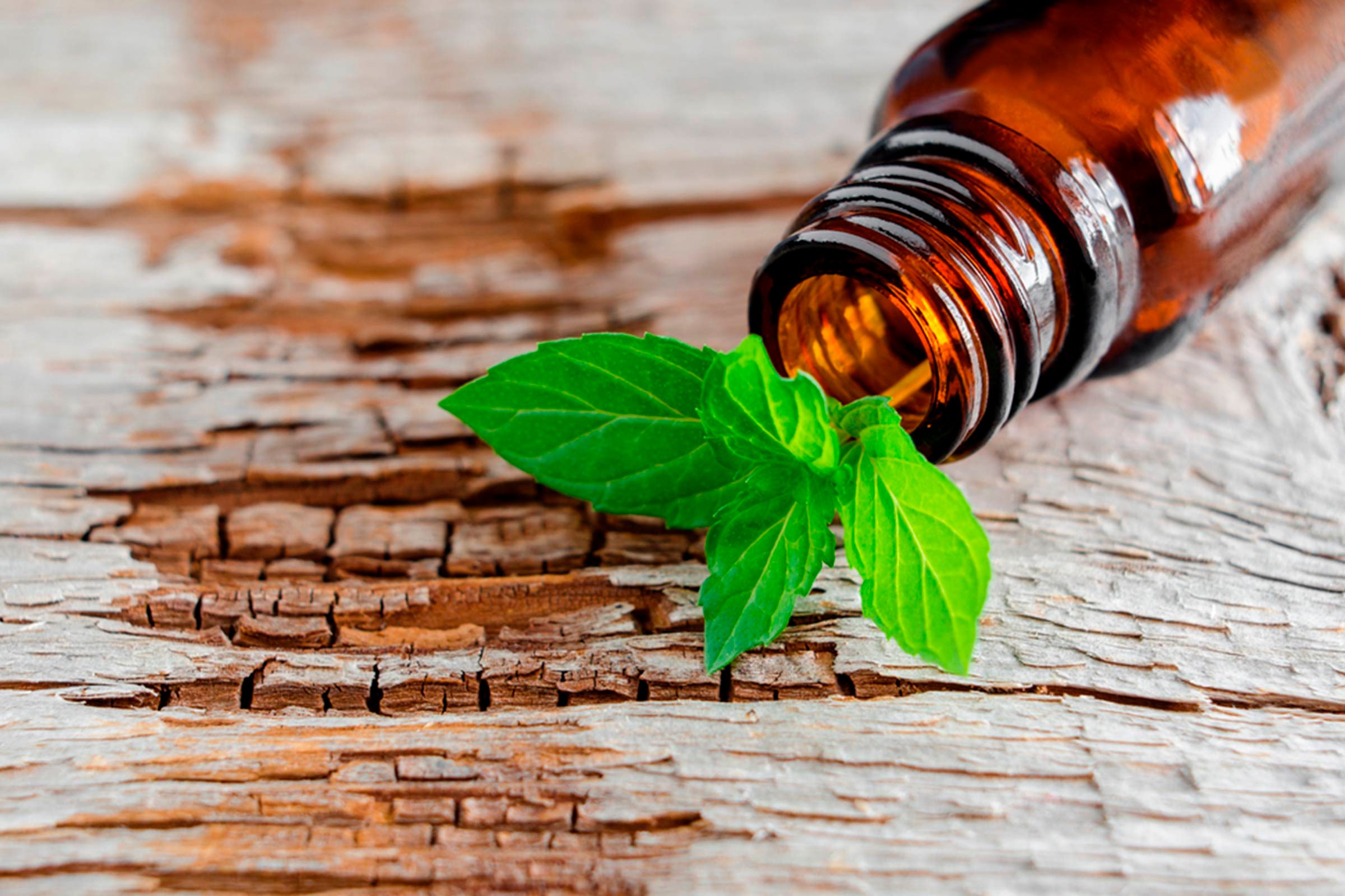 peppermint leaves in an essential oil bottle