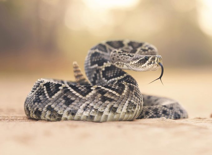Rattlesnake