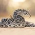 How I Survived a Rattlesnake Bite—With No Way of Calling 911 or Getting to a Hospital