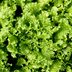 The FDA Just Announced a Massive Produce Recall in 4 States and Washington, D.C.