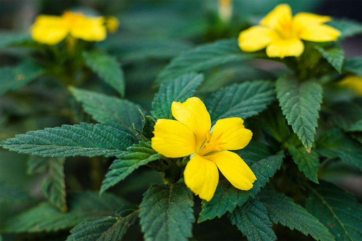 Damiana Tea Gettyimages 1923287937