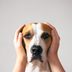 Cesar Millan Lists 7 Loving Ways To Pacify Your Dog for Fireworks