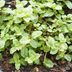 New Research: Drinking Juice from These 2 Herbs May Improve Blood Sugar and Liver Health